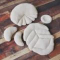 a set