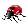 7-spotted ladybird