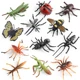 insect
