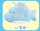 dolphin