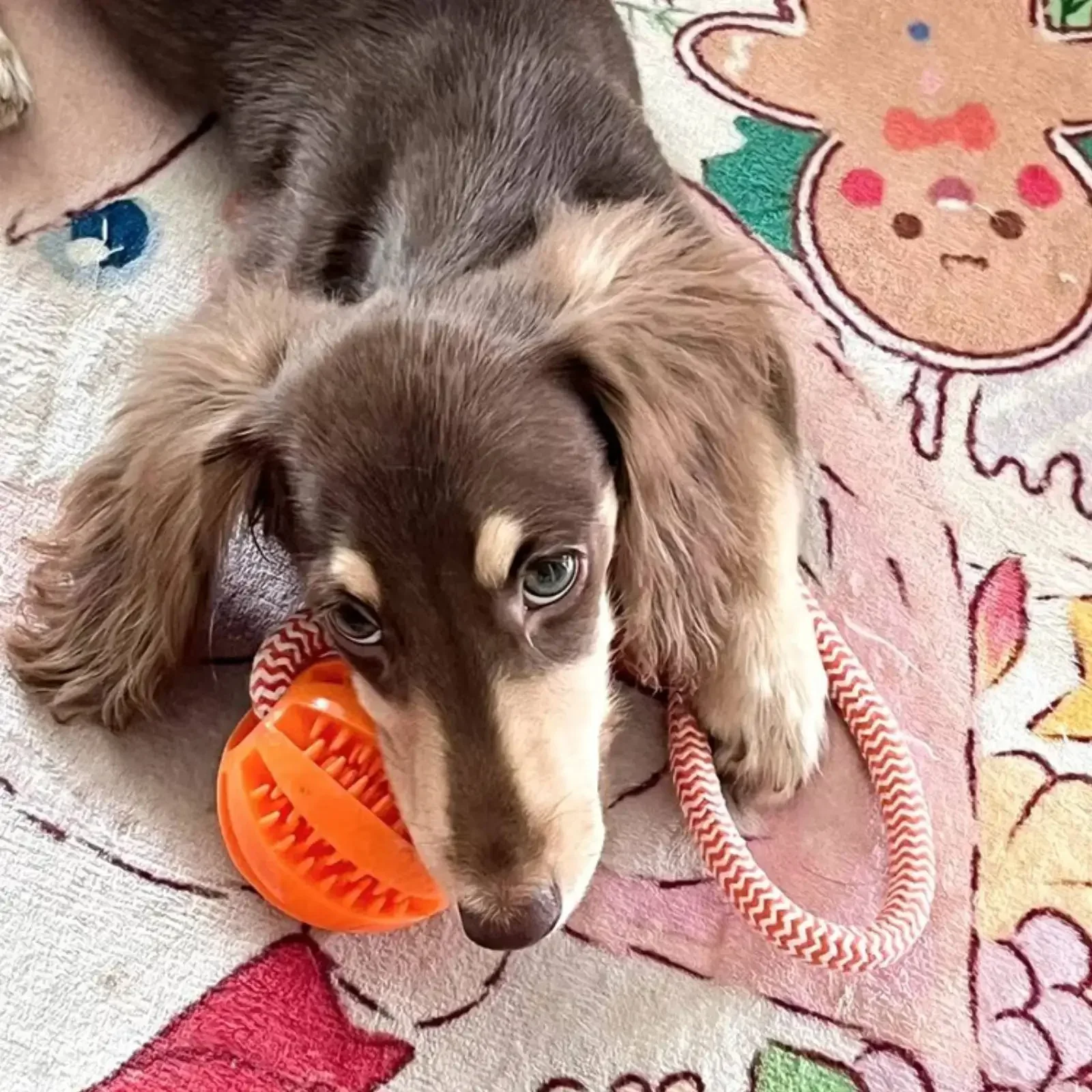 Pelotas dentales para perros pequeños y medianos – Juguete resistente para mordidas - imagen 5