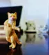 Chatra cat