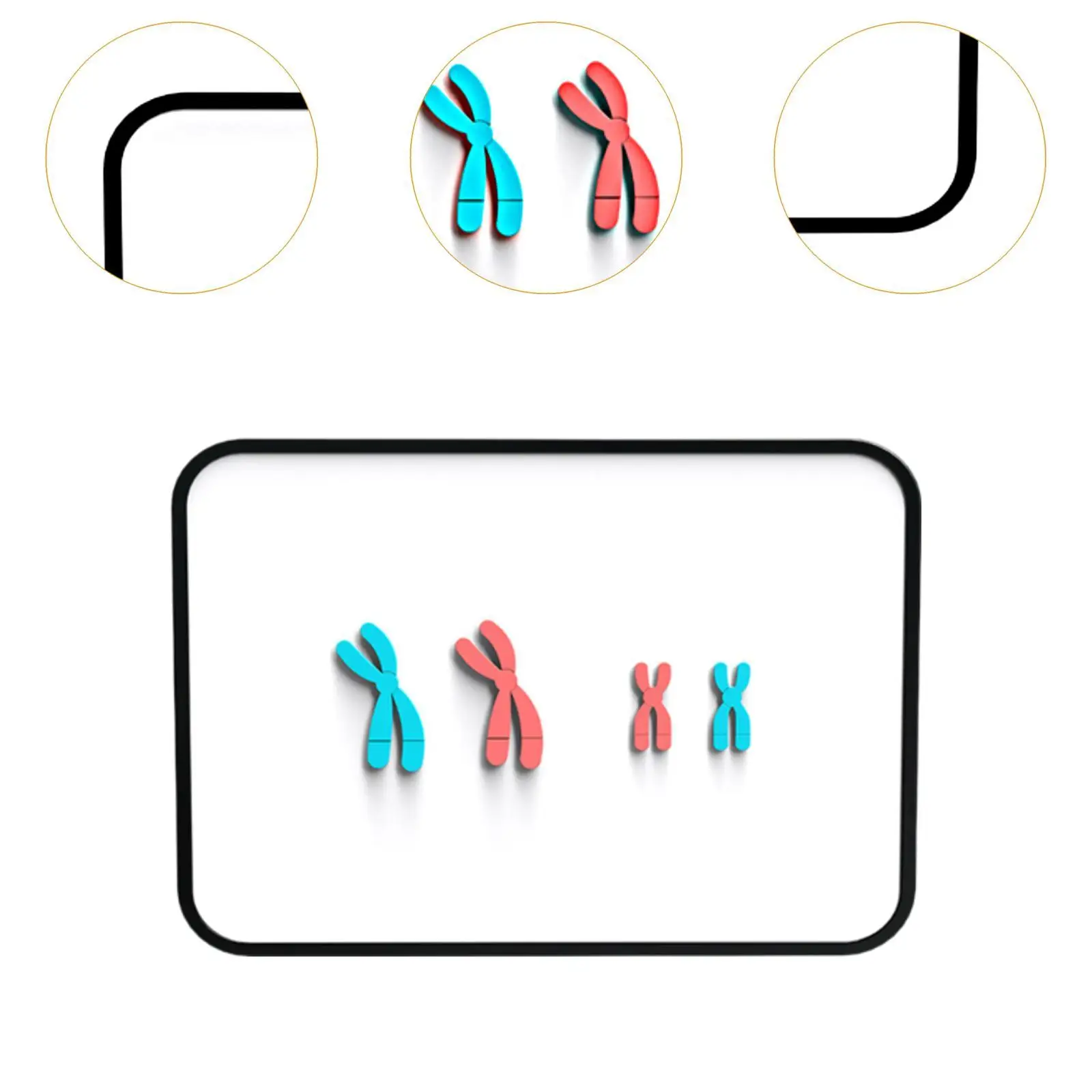 Chromosome Changes Model Teaching Tools Biology Bildungsmeosis Demonstrator