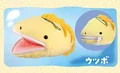 moray eel