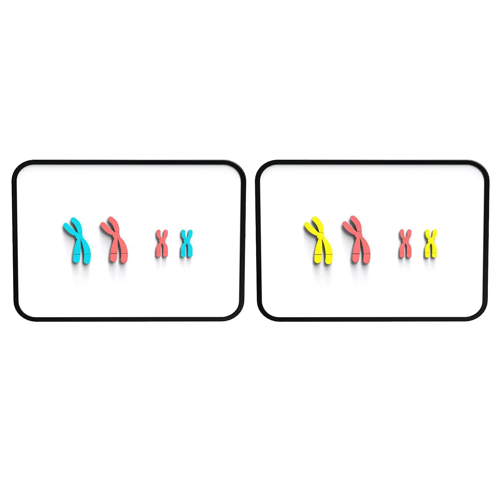 Meiosis Chromosome Changes Model Biological Teaching Aids for Teachers