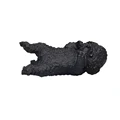 Toy Poodle