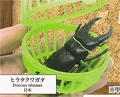 7 dorcus titanus