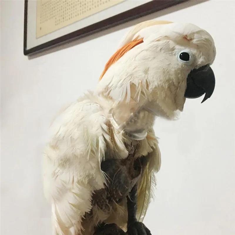 Collar de tubo acrílico de pájaro para loro grave, banda para el cuello desplumada de plumas, restricción del movimiento del cuello para cacatúa Guacamayo, gris africano - imagen 5
