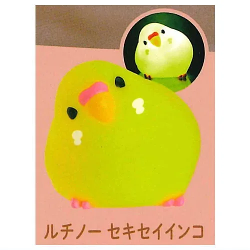 lutino budgie