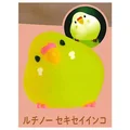 lutino budgie