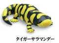 Tiger Salamander