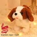 Corgi