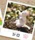 Shiro white cat