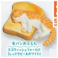 Bread Scottish Fold