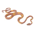 for boa constrictor