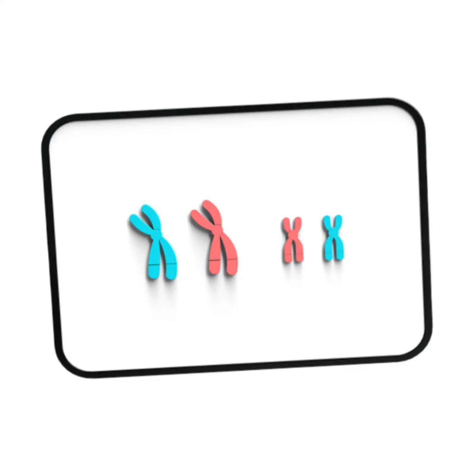 Chromosome Changes Model Teaching Tools Biology Bildungsmeosis Demonstrator