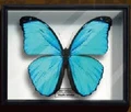 Menelaus blue morpho