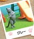 gray cat