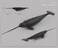 457 narwhale