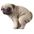 Pug