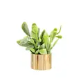green-gold