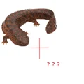 2 pieces