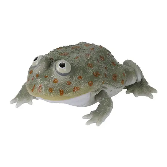 Gray Budget Frog