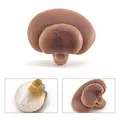 Oyster