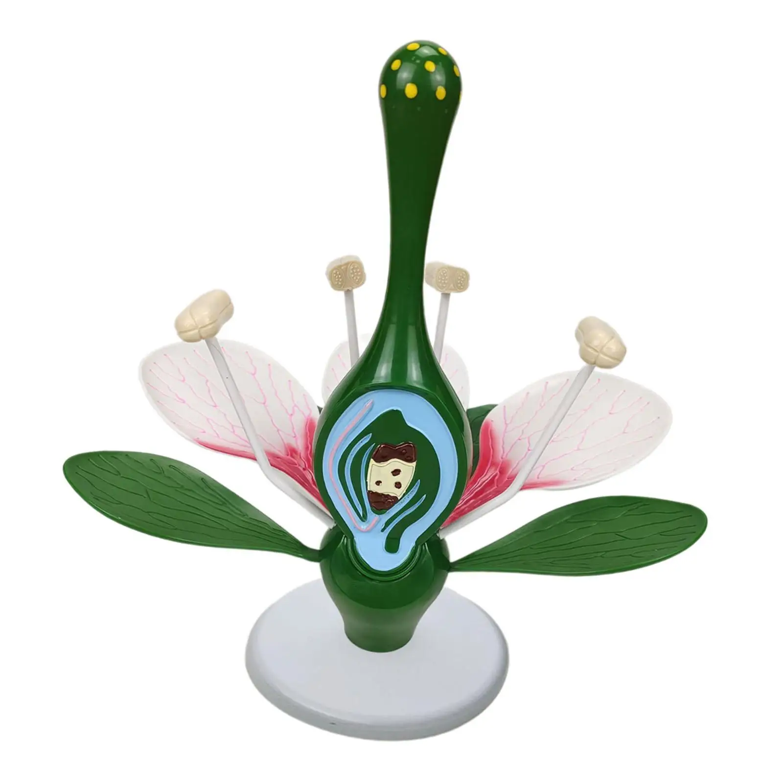 Dicot Flower Model Educational,Lightweight,Sturdy,Teaching Aids Classroom Supplies Home Decor Teaching Instrument Science
