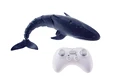whale bule