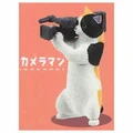 filming cat