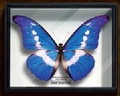 Morpho Perena