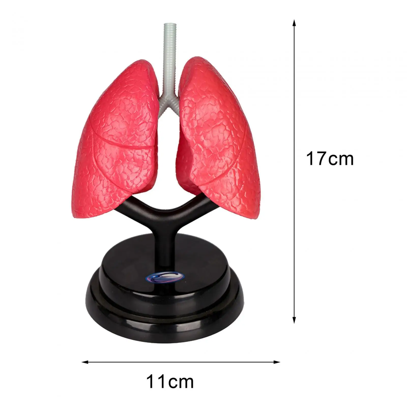 Respiratory System Model Teaching Aid Educational Organ Model for Preschool Demonstration Fine Motor Skills Children Home
