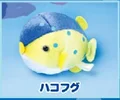 boxfish