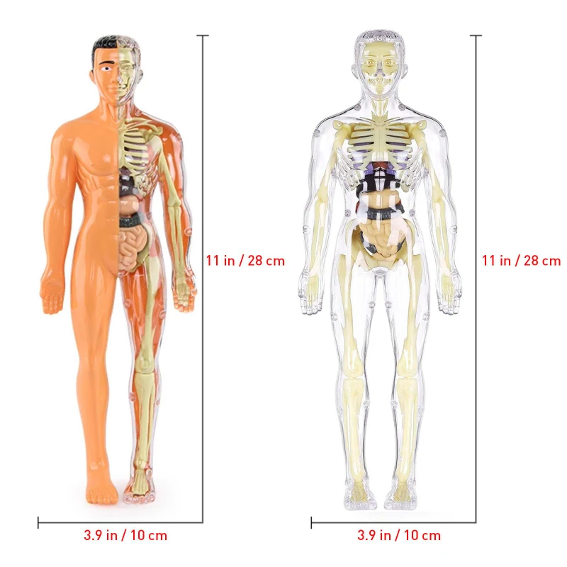 Esqueleto humano para niños, modelo de órgano, juguetes, ciencia, educación, ensamblaje cognitivo, estructura de esqueleto, rompecabezas, juguetes de ensamblaje para niños - imagen 3