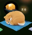 Brown shiba
