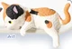 calico cat