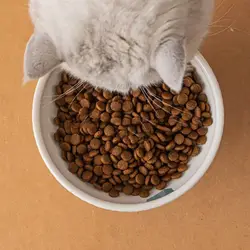 Comedero de cerámica inclinable para gatos con antideslizante