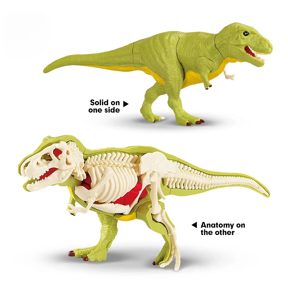 Modelo de dinosaurio anatómico tridimensional para montar educativo - imagen 2