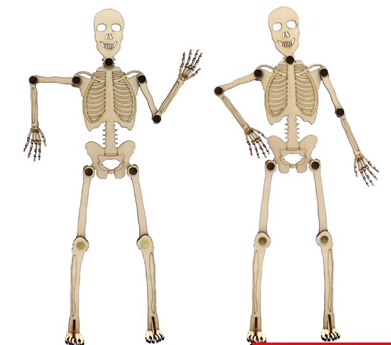 Modelo de esqueleto humano educativo para aprender anatomía