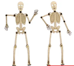 Modelo de esqueleto humano educativo para aprender anatomía