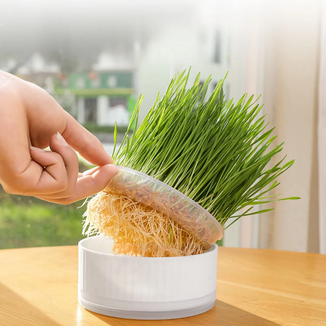 Maceta de plástico para gatos sin semillas, práctica de jardinería - imagen 4