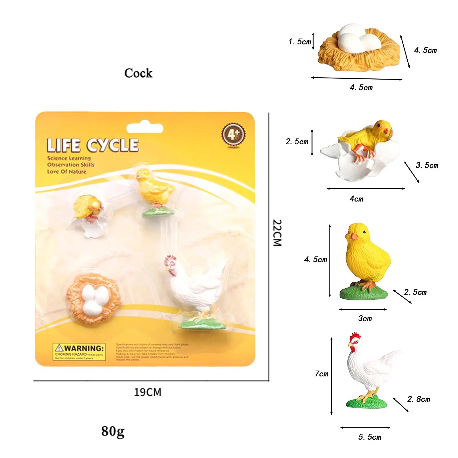 Figura educativa realista del ciclo de vida pollo para niños - imagen 5