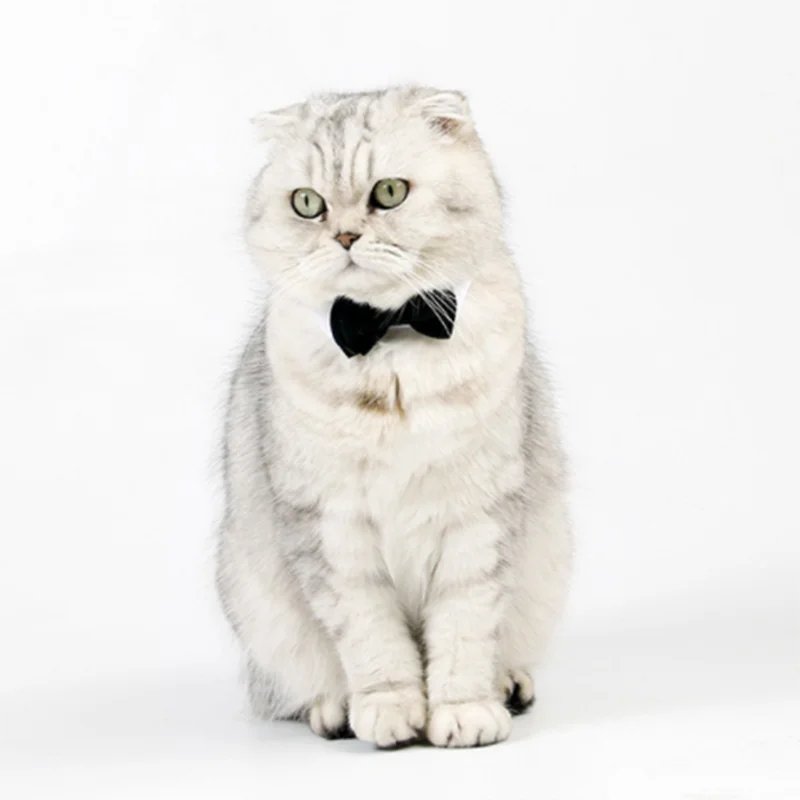 Corbata negra para mascotas ajustable con velcro