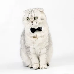 Corbata negra para mascotas ajustable con velcro