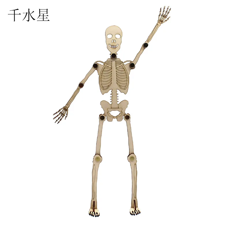 Modelo de esqueleto humano educativo para aprender anatomía - imagen 5