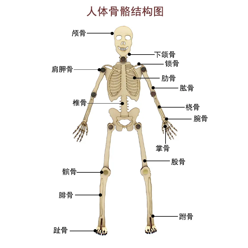 Modelo de esqueleto humano educativo para aprender anatomía - imagen 4