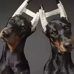 Varillas de espuma suave para orejas de perro erguidas no invasivas