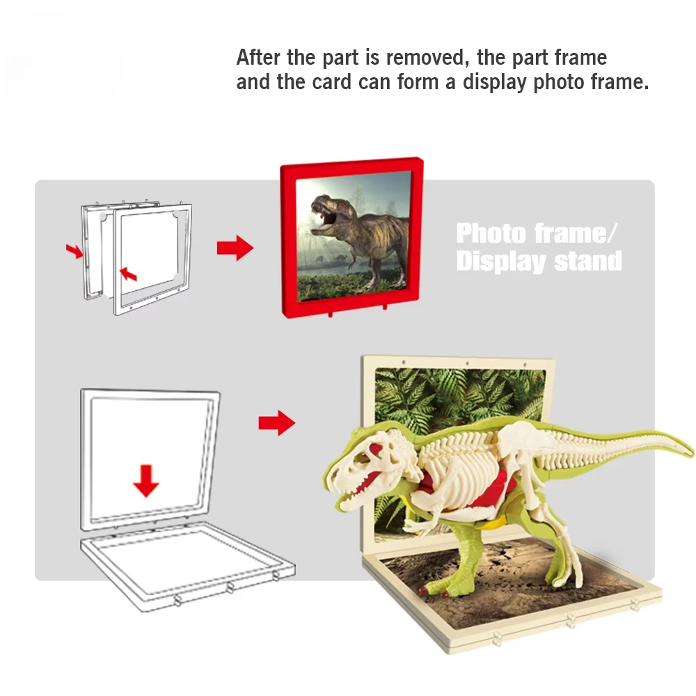 Modelo de dinosaurio anatómico tridimensional para montar educativo - imagen 5