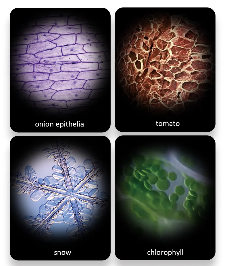 Muestra de tejido observada con el microscopio